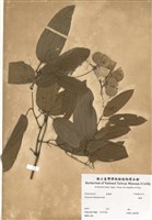 藏品(薯榔)的圖片